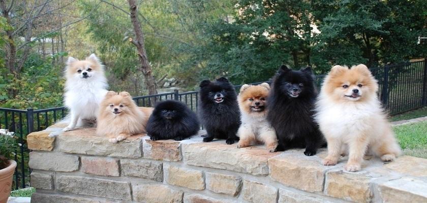 Köpek Seçiminde Pomeranian Benim İçin Doğru Köpek Mi?