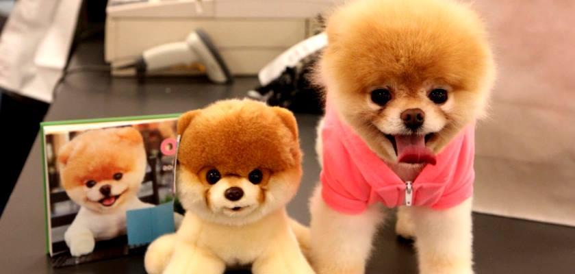 Pomeranian Köpeğim Nasıl Sosyal Medya Fenomeni Olur?