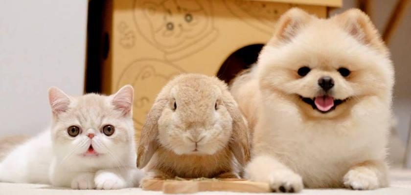 Pomeranian Boo ve Kediler Aynı Evde Yaşayabilir mi?