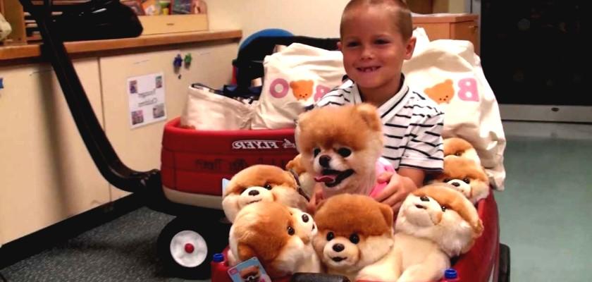 Pomeranian Boo ile Çocuklar İyi Anlaşır mı?
